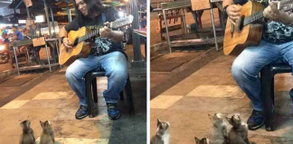 4 gatinhos apaixonados pela música pararam para ouvir um cantor de rua que todos ignoraram