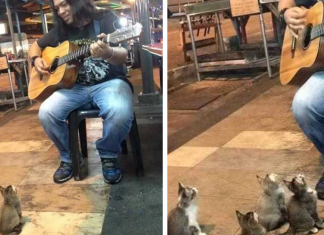 4 gatinhos apaixonados pela música pararam para ouvir um cantor de rua que todos ignoraram
