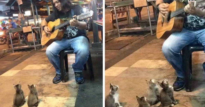 4 gatinhos apaixonados pela música pararam para ouvir um cantor de rua que todos ignoraram