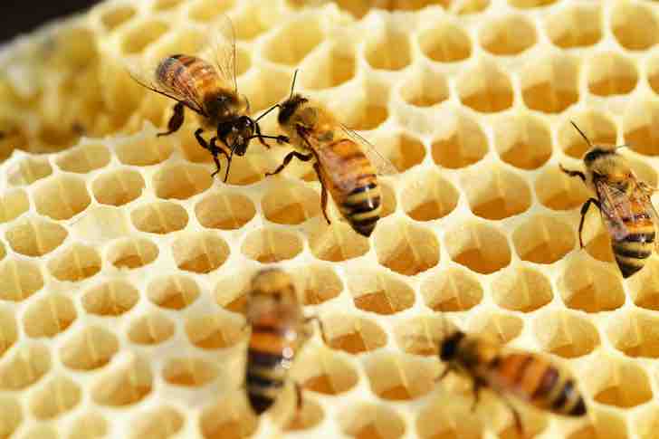 contioutra.com - Morgan Freeman converteu sua fazenda de 50 hectares em um santuário de abelhas. Ajude a salvá-las