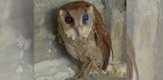 Eles o usaram para tirar fotos e tanto tempo no sol o deixou cego. É um retrato do egoísmo humano