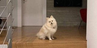 Cadelinha espera, todas as noites, pela chegada de Boechat