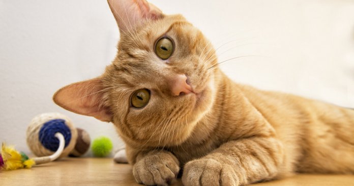 Gatoterapia: 5 benefícios de viver com um gato