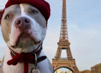 Governo francês dá aos cães e gatos os direitos de um ser vivo. Eles não serão mais considerados um “objeto”