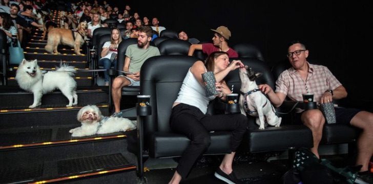 contioutra.com - O cinema permitiu que eles vissem o filme com seus donos. Eles se comportaram melhor do que várias crianças