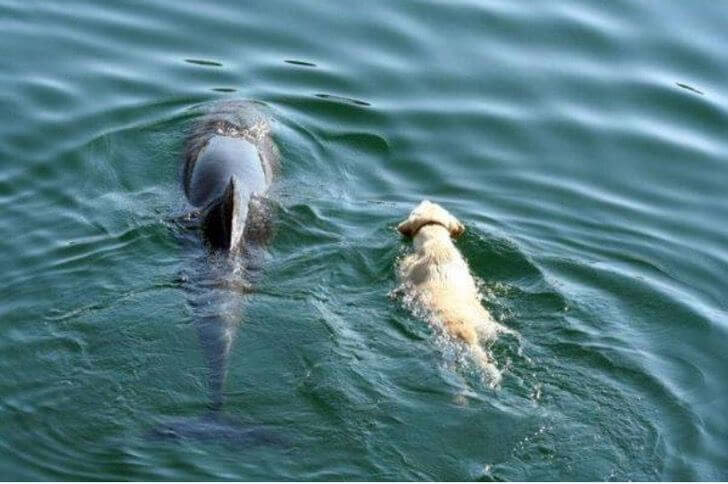 contioutra.com - Cão se joga no mar todos os dias para encontrar um golfinho. Eles nadam juntos como melhores amigos