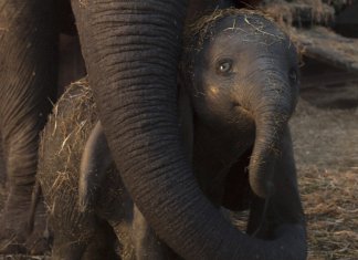 6 excelentes razões para assistir Dumbo assim que tiver chance