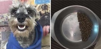 Cão resgatado faz racionamento da própria ração. Apesar de ganhar muito amor, ele não quer passar fome de novo