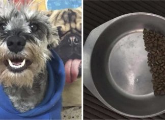 Cão resgatado faz racionamento da própria ração. Apesar de ganhar muito amor, ele não quer passar fome de novo