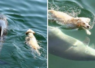 Cão se joga no mar todos os dias para encontrar um golfinho. Eles nadam juntos como melhores amigos