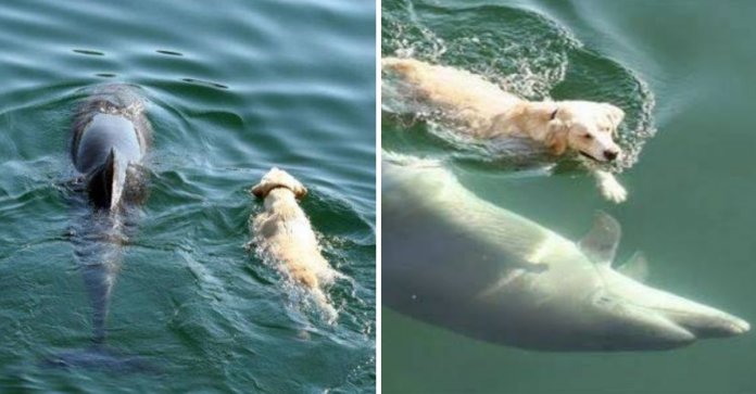 Cão se joga no mar todos os dias para encontrar um golfinho. Eles nadam juntos como melhores amigos