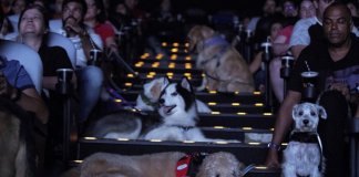 O cinema permitiu que eles vissem o filme com seus donos. Eles se comportaram melhor do que várias crianças