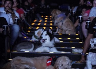O cinema permitiu que eles vissem o filme com seus donos. Eles se comportaram melhor do que várias crianças
