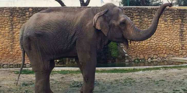 contioutra.com - Dois elefantes separados unem as trombas para se despedirem para sempre