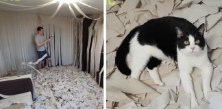 Gatinho fica alucinado em sala cheia de papel higiênico e vídeo viraliza Gatinho fica alucinado em sala cheia de papel higiênico e vídeo viraliza
