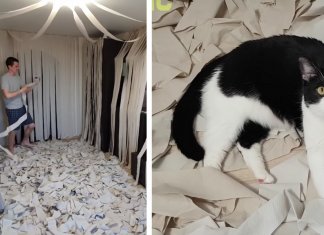 Gatinho fica alucinado em sala cheia de papel higiênico e vídeo viraliza