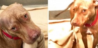 Cão de abrigo mostra que sabe fazer a sua cama à futura família adotiva