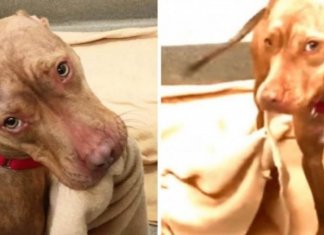 Cão de abrigo mostra que sabe fazer a sua cama à futura família adotiva