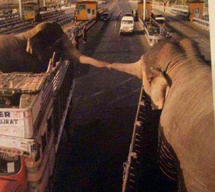 contioutra.com - Dois elefantes separados unem as trombas para se despedirem para sempre