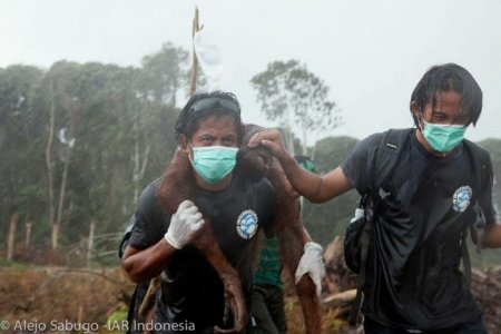 asomadetodosafetos.com - Orangotango luta contra escavadeira para salvar sua floresta de desmatamento
