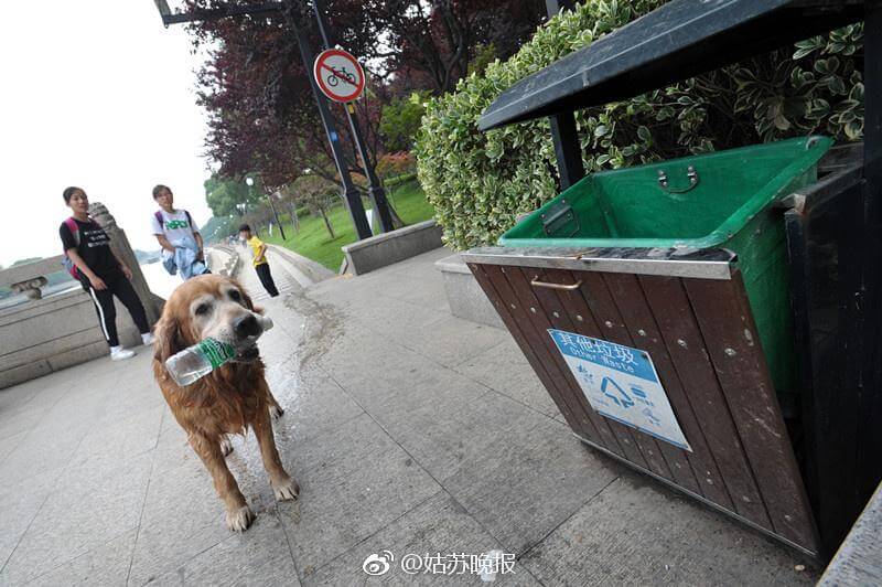 contioutra.com - Ao longo de 10 anos, cãozinho retira mais de 2.000 garrafas plásticas de rio na China