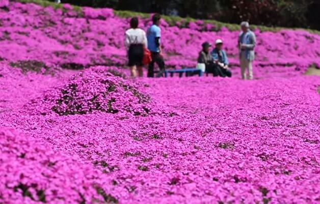 contioutra.com - Senhor planta milhares de flores para que sua amada esposa, mesmo ser enxergar, possa sentir o perfume