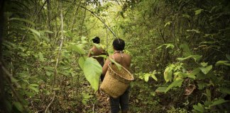 80% da biodiversidade do planeta é preservada pelos povos indígenas 80% da biodiversidade do planeta é preservada pelos povos indígenas