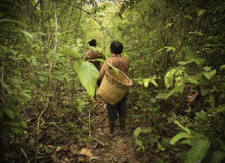 80% da biodiversidade do planeta é preservada pelos povos indígenas