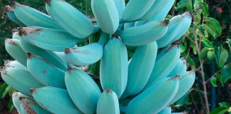 Conheça a Blue Java, a banana azul com textura de sorvete e sabor de baunilha Conheça a Blue Java, a banana azul com textura de sorvete e sabor de baunilha