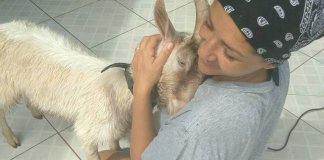 Mulher tem casa invadida por bode que seria sacrificado e “adota” o animal