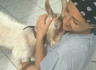Mulher tem casa invadida por bode que seria sacrificado e “adota” o animal