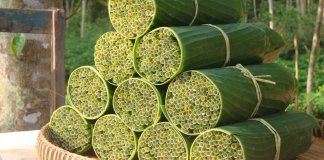 Capim vira matéria-prima para fabricação de canudos biodegradáveis em empresa vietnamita Capim vira matéria-prima para fabricação de canudos biodegradáveis em empresa vietnamita