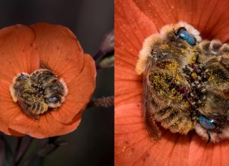 Abelhas dormem abraçadas no centro de uma flor e o registro encanta o mundo