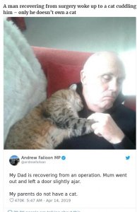 contioutra.com - Se recuperando de cirurgia, homem acorda com o abraço carinhoso de gatinho misterioso