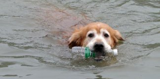 Ao longo de 10 anos, cãozinho retira mais de 2.000 garrafas plásticas de rio na China