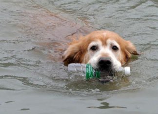 Ao longo de 10 anos, cãozinho retira mais de 2.000 garrafas plásticas de rio na China