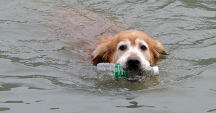 Ao longo de 10 anos, cãozinho retira mais de 2.000 garrafas plásticas de rio na China