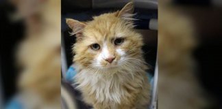 Gatinho caminha 20 km para reencontrar família que o abandonou e é rejeitado novamente Gatinho caminha 20 km para reencontrar família que o abandonou e é rejeitado novamente