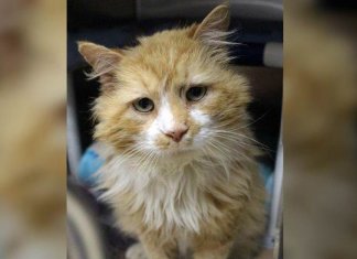 Gatinho caminha 20 km para reencontrar família que o abandonou e é rejeitado novamente