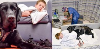 Conheça a história do garotinho com autismo que só se acalma quando está com seu cão-guia