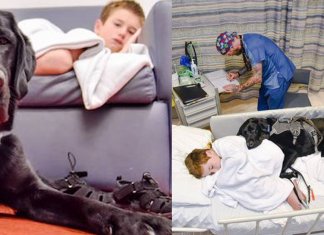 Conheça a história do garotinho com autismo que só se acalma quando está com seu cão-guia