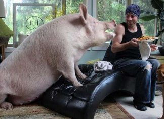 Eles acharam que estavam adotando uma mini porca, mas ela cresceu (muito!) e transformou as suas vidas