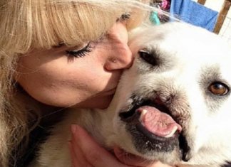 Milionário faz contribuição generosa e salva abrigo endividado que acolhe animais com deficiências