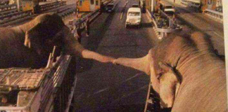 Dois elefantes separados unem as trombas para se despedirem para sempre