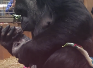 Mamãe gorila beija o filho a que acaba de dar à luz e emociona as redes sociais