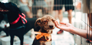 Na Holanda não existem cães vadios, eles são resgatados, esterilizados e entregues a uma familia