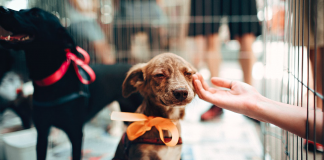 Na Holanda não existem cães vadios, eles são resgatados, esterilizados e entregues a uma familia Na Holanda não existem cães vadios, eles são resgatados, esterilizados e entregues a uma familia