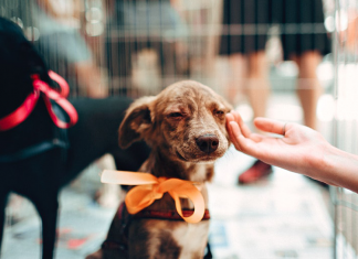 Na Holanda não existem cães vadios, eles são resgatados, esterilizados e entregues a uma familia