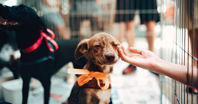 Na Holanda não existem cães vadios, eles são resgatados, esterilizados e entregues a uma familia