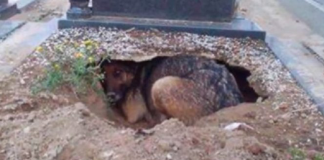 Fidelidade Eterna: cão cava um buraco ao lado do túmulo de seu dono para estar perto dele